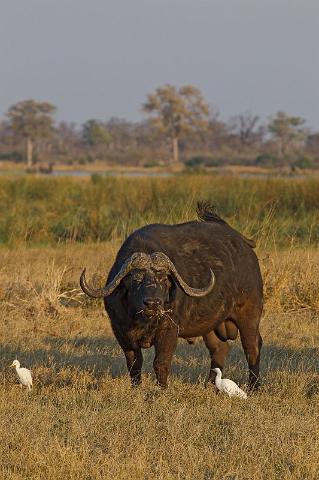 231 Linyanti, buffel.jpg